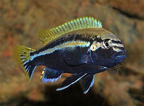 Melanochromis auratus (Golden Mbuna) — Seriously .